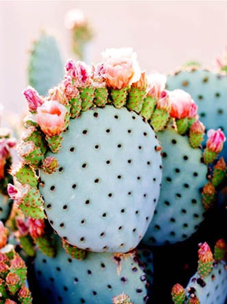 Blüte Kaktus